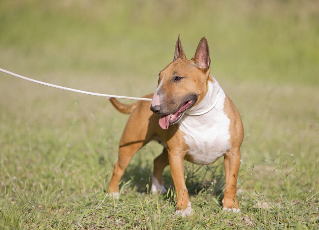 CH. terriers miska Zarmony