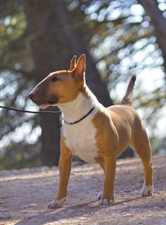 CH. terriers miska Zarmony