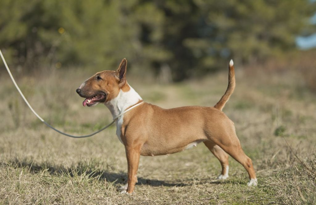 CH. terriers miska Zarmony