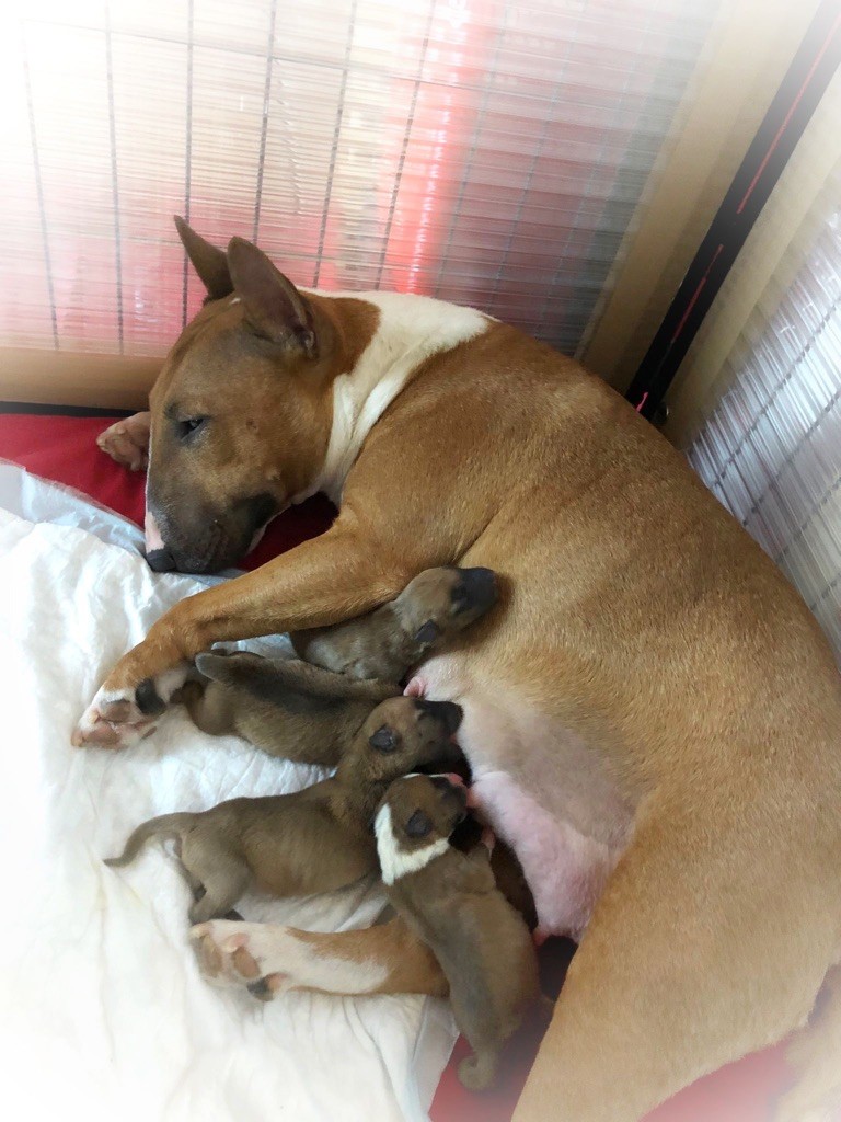 Of Virgill's Family - Bull Terrier Miniature - Portée née le 30/10/2021