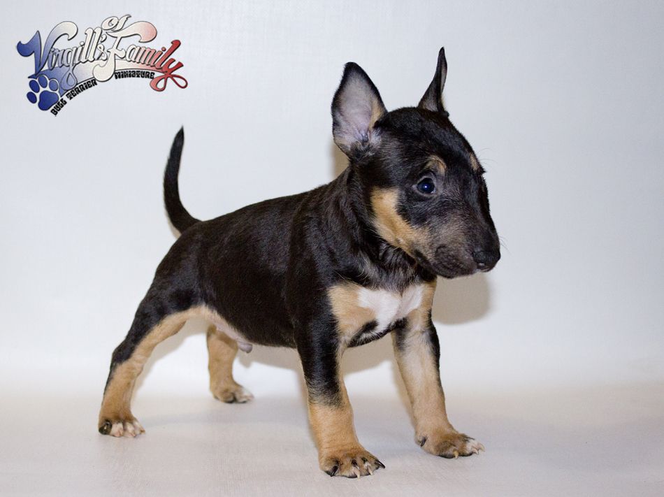 Of Virgill's Family - Bull Terrier Miniature - Portée née le 03/10/2019