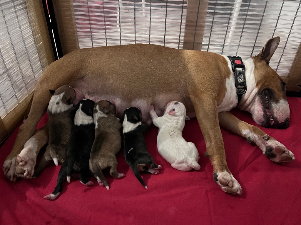 Of Virgill's Family - Bull Terrier Miniature - Portée née le 25/02/2025