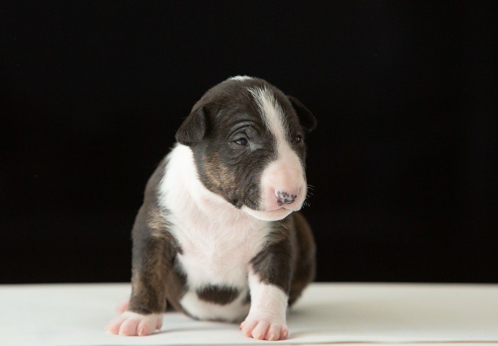 Of Virgill's Family - Chiots disponibles - Bull Terrier Miniature